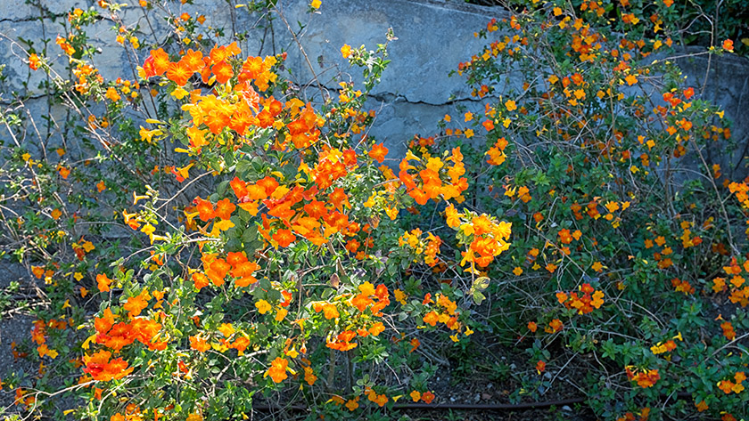 In the Florentine garden