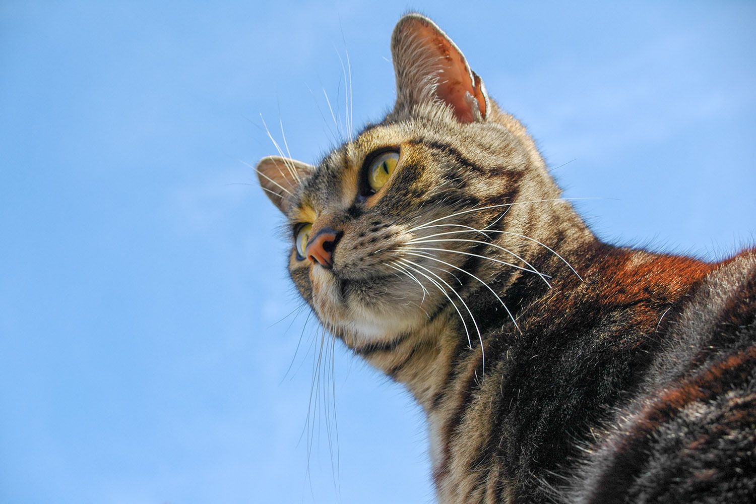 Mo&iuml;se, my favorite neighborhood cat when we lived in Valbonne