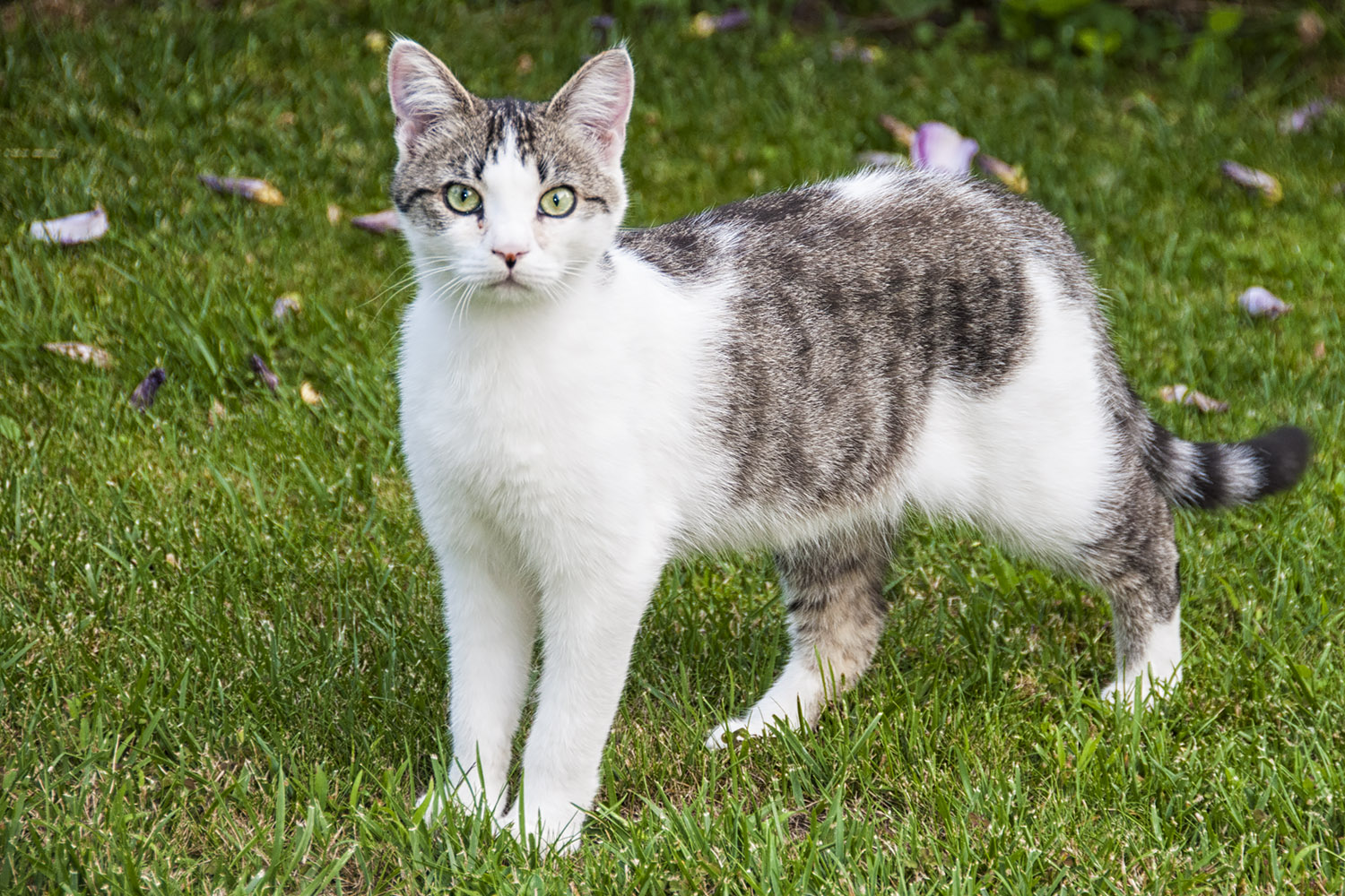P&auml;uli is another one of Evelyne's cats