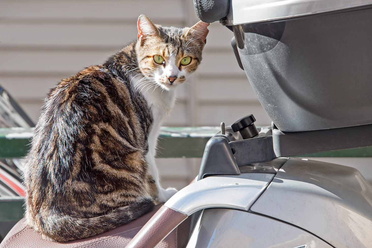 This beautiful green-eyed feline lives in Hy&egrave;res