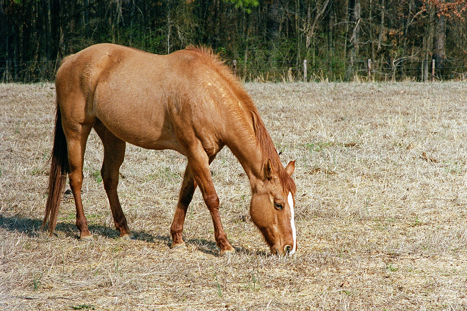 Cheval sur un p&acirc;turage pre&egrave;s de 'Stagecoach Road'