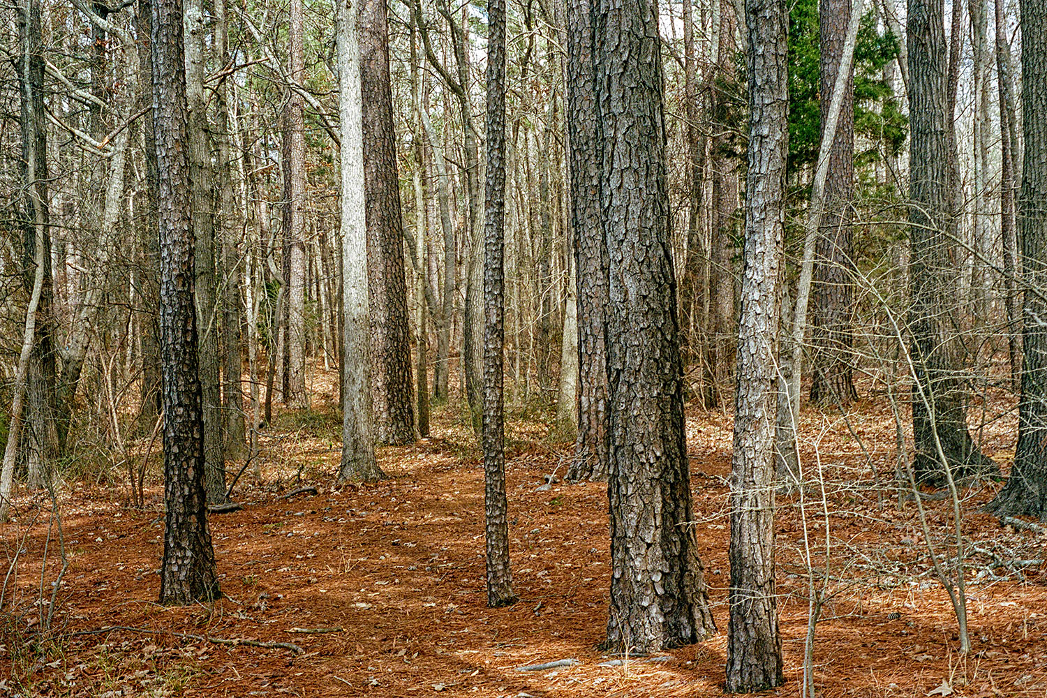 For&ecirc;t pr&egrave;s de 'Jordan Lake'
