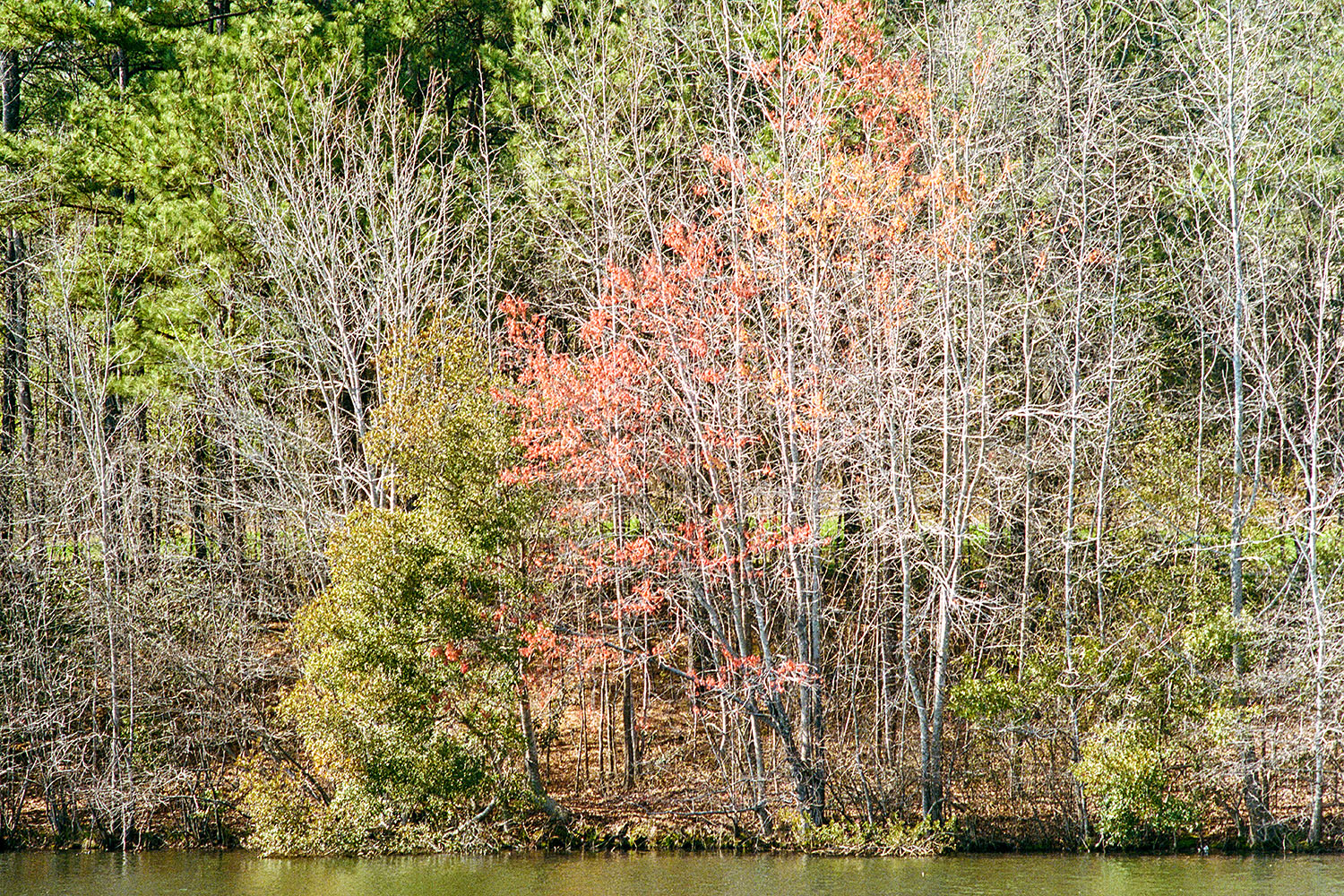 Arbres autour d'un &eacute;tang dans 'Seagrove Park' &agrave; Apex