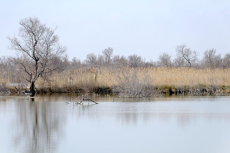 Not a heron, as we found out