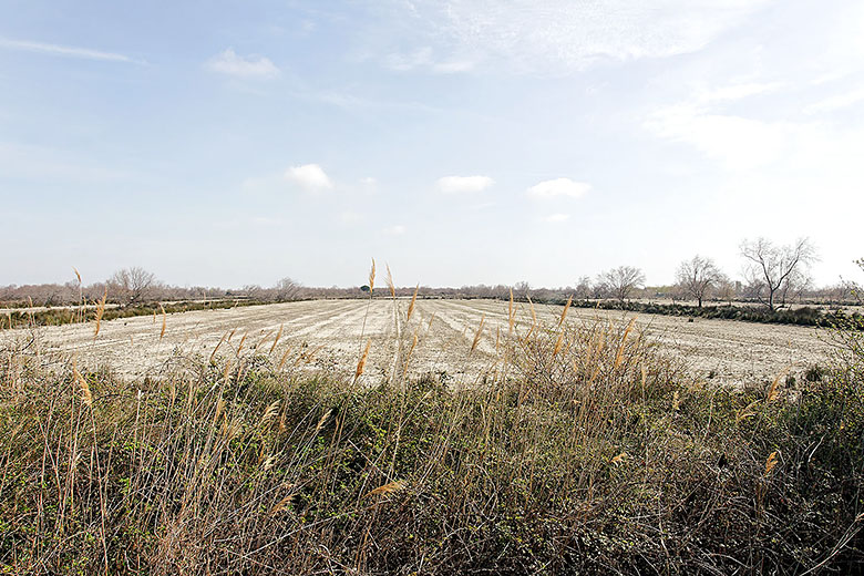 Rice paddy