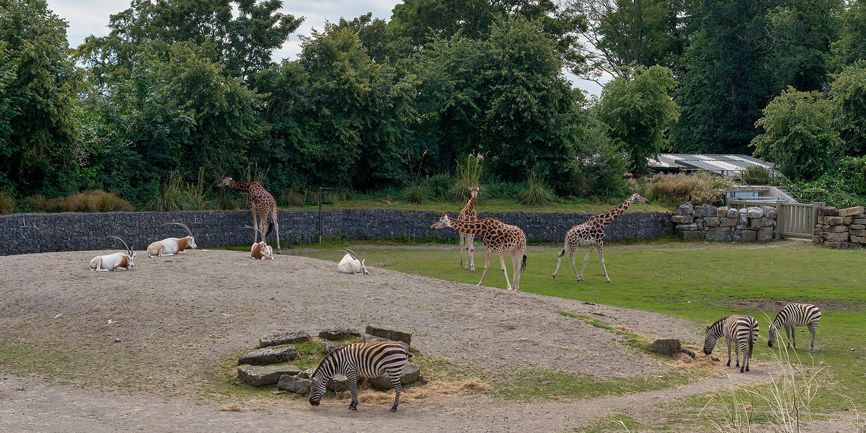 Scimitar oryx, Grant's zebras, and Rothschild's giraffes in the African Savanna part of Dublin Zoo
