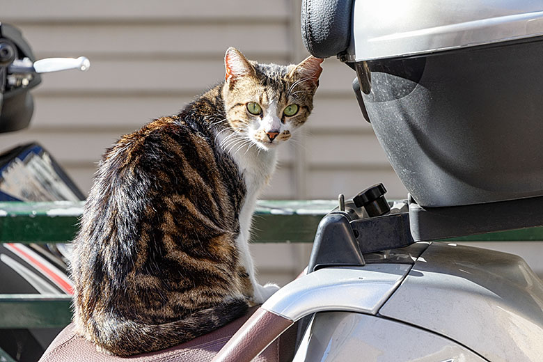 Biker cat