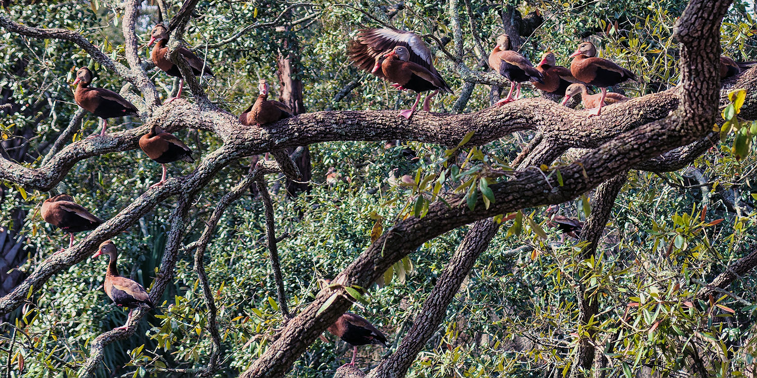 This species of duck is frequently found in trees, something we had never seen before