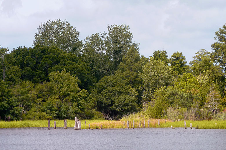 Looking across the Fear River